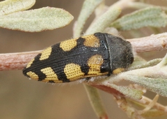 Acmaeodera tuta