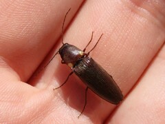 Deilelater atlanticus