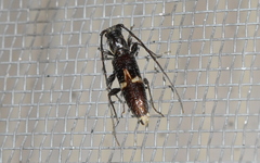 Heterachthes zapopana
