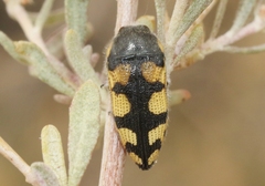 Acmaeodera tuta