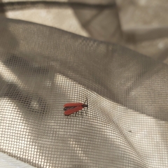 Dictyoptera