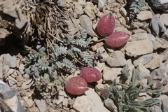 Astragalus platytropis