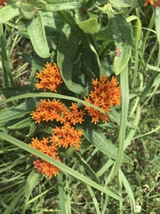 Asclepias tuberosa interior