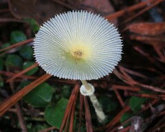 Leucocoprinus fragilissimus image