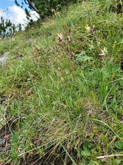 Festuca quadriflora
