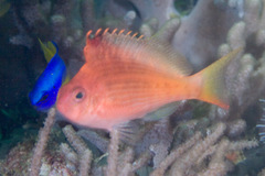 Swallowtail Hawkfish photo 5