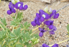 Lupinus odoratus