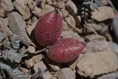 Astragalus platytropis