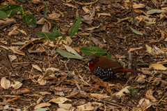 Hypargos niveoguttatus