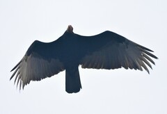Cathartes burrovianus