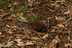 Hypargos niveoguttatus