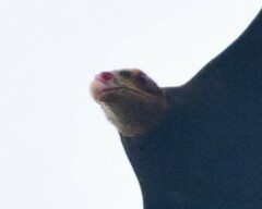 Cathartes burrovianus