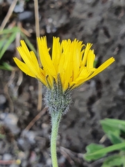 Hieracium bifidum