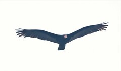 Cathartes burrovianus