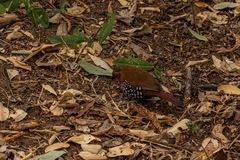 Hypargos niveoguttatus