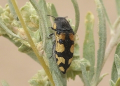 Acmaeodera tuta