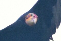 Cathartes burrovianus