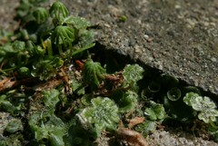 Marchantia polymorpha