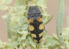 Acmaeodera tuta