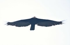 Cathartes burrovianus