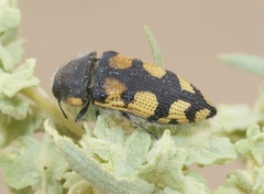 Acmaeodera tuta