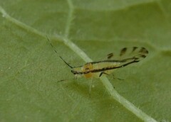 Eucallipterus tiliae