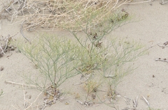 Eriogonum brachyanthum