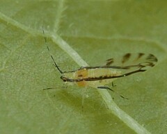 Eucallipterus tiliae