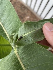 Forficula auricularia