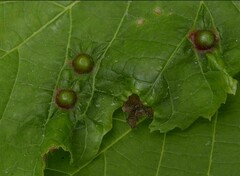 Didymomyia tiliacea