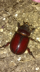 Oryctes nasicornis corniculatus