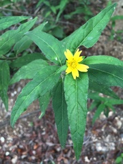 Wedelia calycina