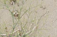 Eriogonum brachyanthum