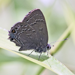 Satyrium calanus