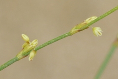 Eriogonum brachyanthum