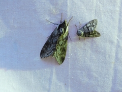 Sphinx poecila