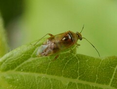 Pinalitus cervinus