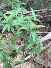 Wedelia calycina