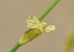 Eriogonum brachyanthum