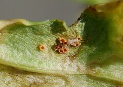 Puccinia lagenophorae