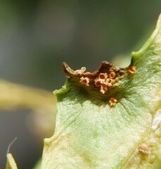 Puccinia lagenophorae