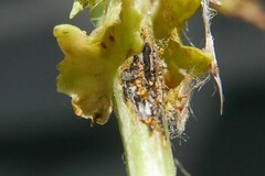 Puccinia lagenophorae