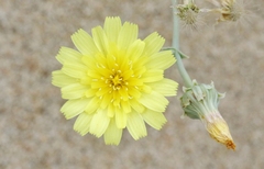 Malacothrix sonchoides