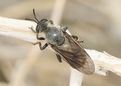 Dicolonus sparsipilosus