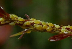 Liosomaphis berberidis