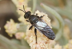 Dicolonus sparsipilosus