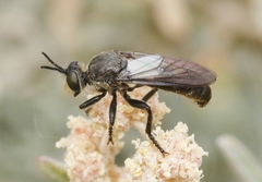 Dicolonus sparsipilosus