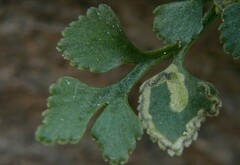 Phytomyza scolopendri