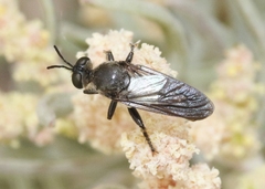 Dicolonus sparsipilosus