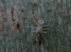 Mesopsocidae